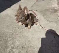 Barbie , a female French Bulldog for sale in South Gate, CA – Photo 3 of 3