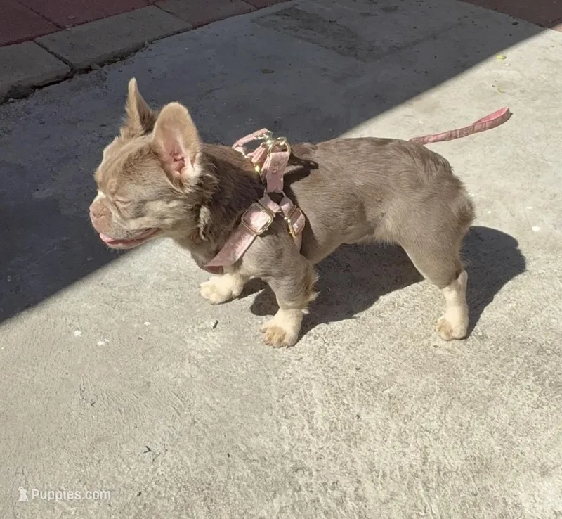Barbie  – French Bulldog puppy for sale in South Gate, CA