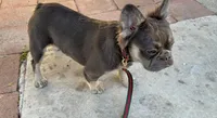 Ursala , a female French Bulldog for sale in South Gate, CA – Photo 2 of 3