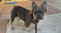 Ursala , a female French Bulldog for sale in South Gate, CA – Photo 1 of 3