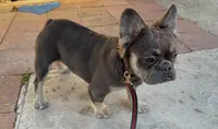 Ursala , a female French Bulldog for sale in South Gate, CA – Photo 3 of 3