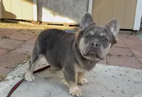Tank , a male French Bulldog for sale in South Gate, CA – Photo 1 of 2