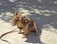 Centenario , a male French Bulldog for sale in South Gate, CA – Photo 4 of 4