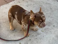 Centenario , a male French Bulldog for sale in South Gate, CA – Photo 2 of 4