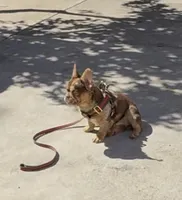 Centenario , a male French Bulldog for sale in South Gate, CA – Photo 3 of 4
