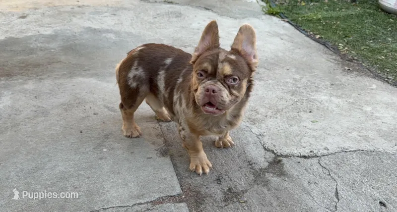 Centenario  – French Bulldog puppy for sale in South Gate, CA