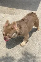 Candy man , a male French Bulldog for sale in South Gate, CA – Photo 3 of 3