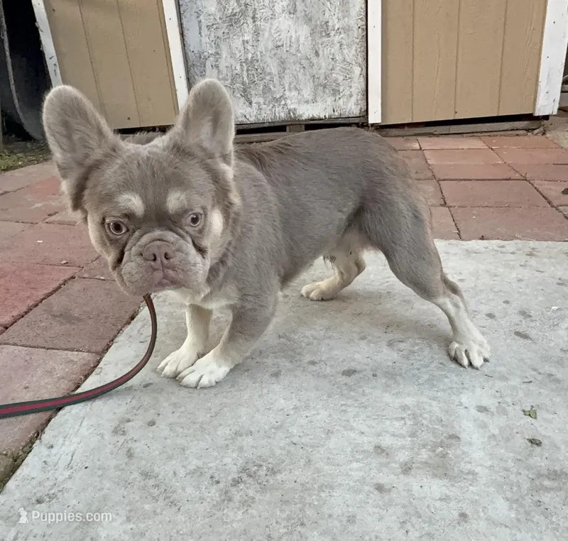 Candy man , a male French Bulldog for sale in South Gate, CA – Photo 1 of 2
