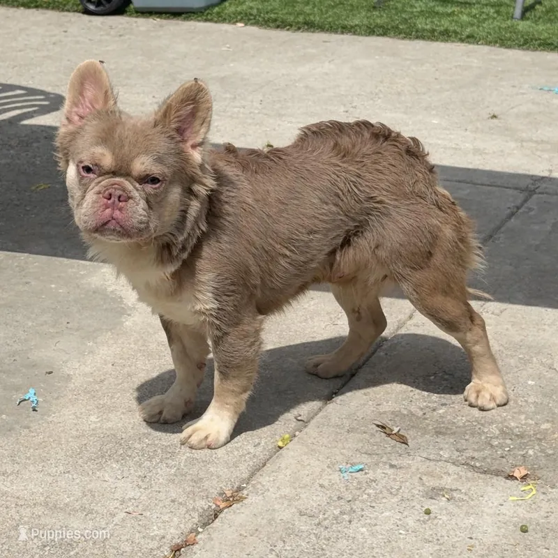 Candy man  – French Bulldog puppy for sale in South Gate, CA