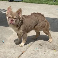 Candy man , a male French Bulldog for sale in South Gate, CA – Photo 1 of 3