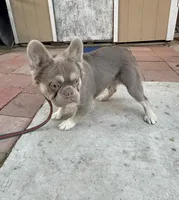 Candy man , a male French Bulldog for sale in South Gate, CA – Photo 2 of 2