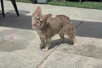 Candy man , a male French Bulldog for sale in South Gate, CA – Photo 2 of 3