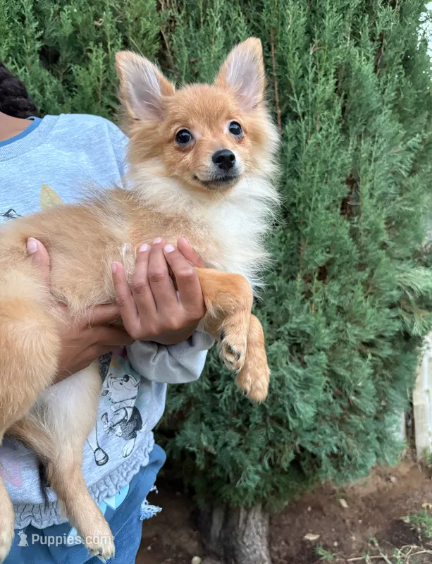 Chase – Pomeranian puppy for sale in Los Angeles, CA