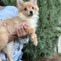 Chase, a male Pomeranian for sale in Los Angeles, CA – Photo 2 of 3