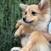 Mocha, a female Pomeranian for sale in Los Angeles, CA – Photo 3 of 3