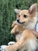 Mocha, a female Pomeranian for sale in Los Angeles, CA – Photo 3 of 3