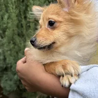 Mocha, a female Pomeranian for sale in Los Angeles, CA – Photo 2 of 3