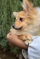 Mocha, a female Pomeranian for sale in Los Angeles, CA – Photo 2 of 3