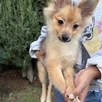 Esther, a female Pomeranian for sale in Los Angeles, CA – Photo 2 of 4