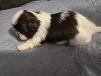 Bo, a male Shih Tzu for sale in Winamac, IN – Photo 3 of 3