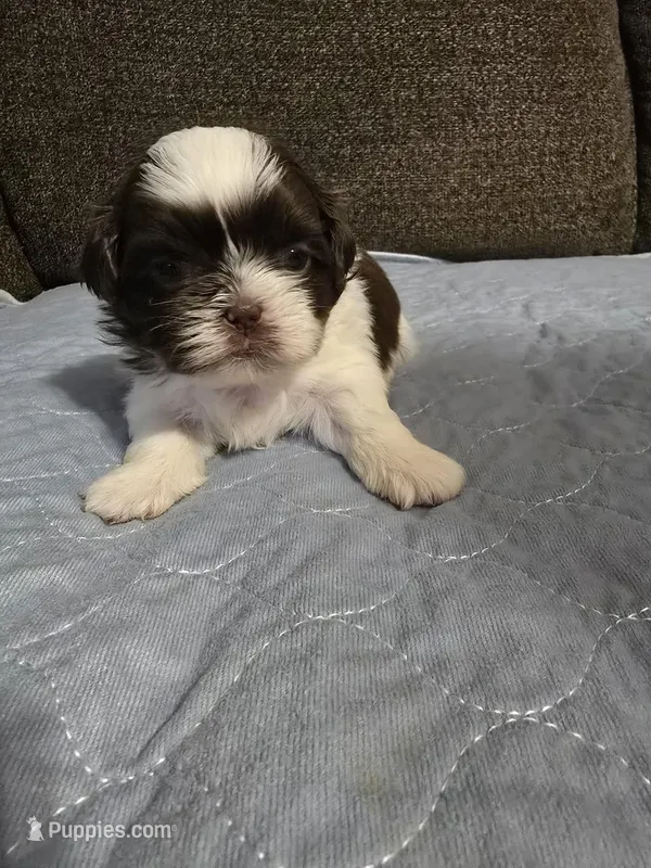 Bo – Shih Tzu puppy for sale in Winamac, IN