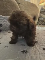 Grace, a female Shih Tzu for sale in Winamac, IN – Photo 2 of 2