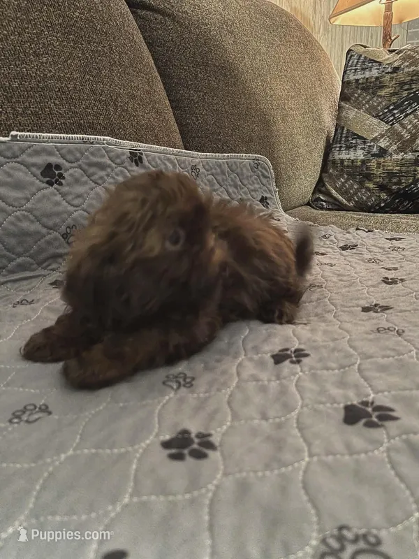 Grace – Shih Tzu puppy for sale in Winamac, IN