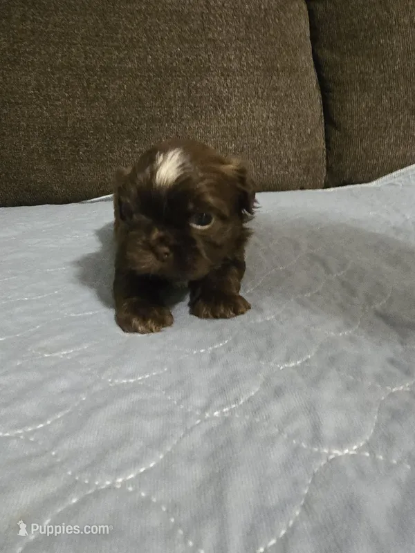 Nate – Shih Tzu puppy for sale in Winamac, IN