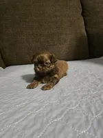 Jeff, a male Shih Tzu for sale in Winamac, IN – Photo 2 of 2