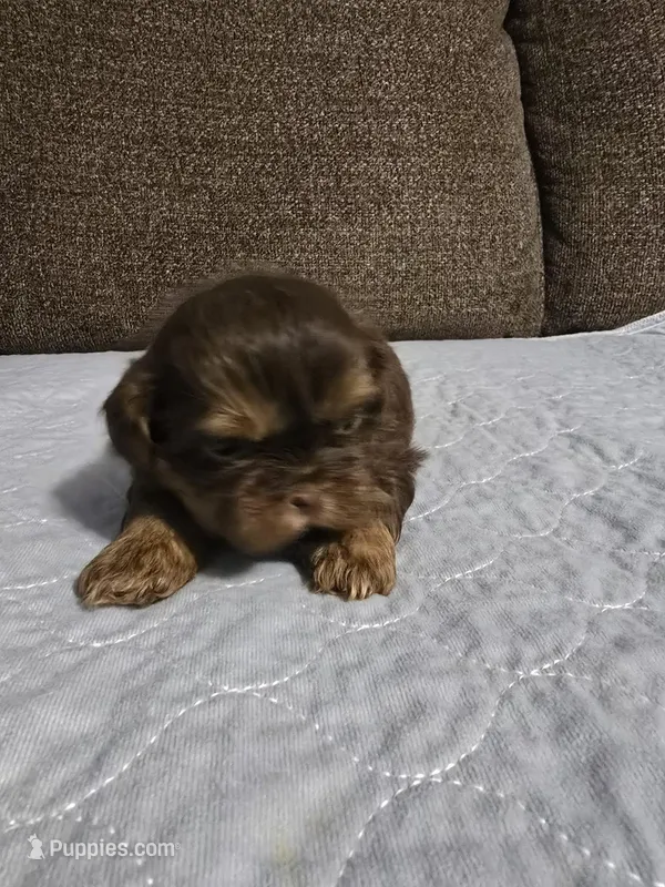 Jack – Shih Tzu puppy for sale in Winamac, IN