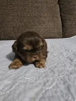 Jack, a male Shih Tzu for sale in Winamac, IN – Photo 1 of 2