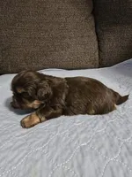 Jack, a male Shih Tzu for sale in Winamac, IN – Photo 2 of 2