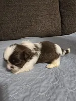 AJ, a male Shih Tzu for sale in Winamac, IN – Photo 2 of 2