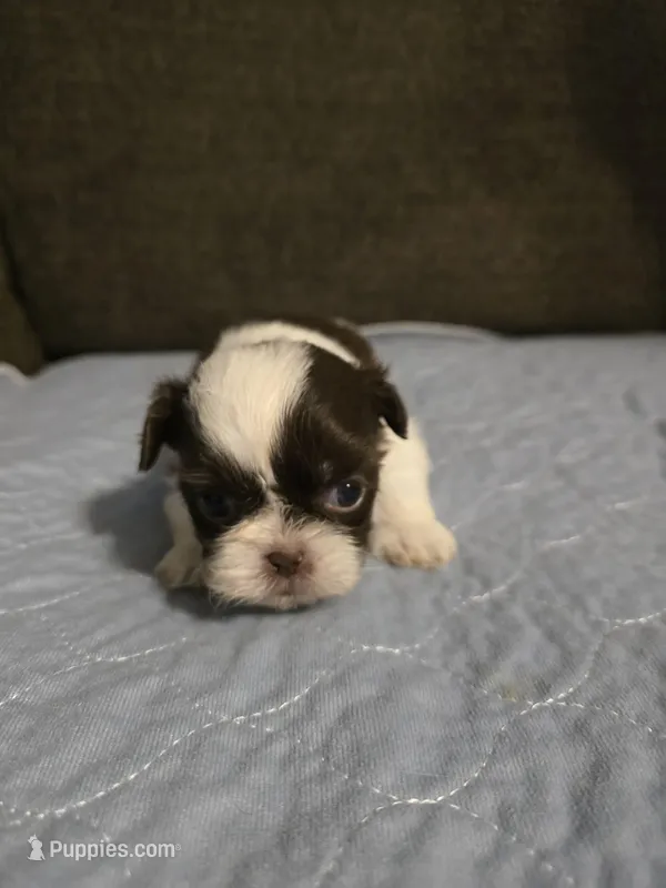 AJ – Shih Tzu puppy for sale in Winamac, IN