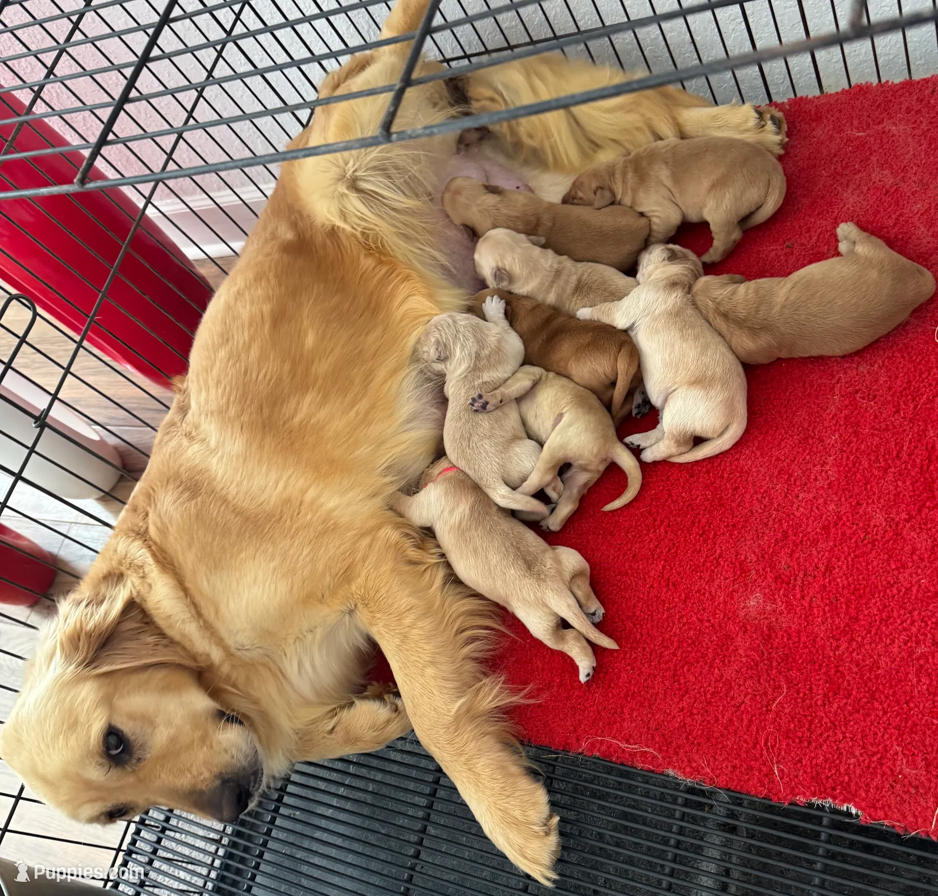 Golden Retriever, a male Golden Retriever for sale in Lakeland, FL – Photo 2 of 6