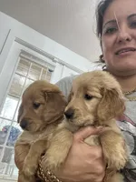 Golden Retriever, a male Golden Retriever for sale in Lakeland, FL – Photo 4 of 6