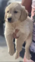Golden Retriever, a male Golden Retriever for sale in Lakeland, FL – Photo 3 of 6