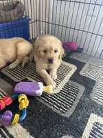 Golden Retriever, a male Golden Retriever for sale in Lakeland, FL – Photo 6 of 6