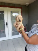 Golden Retriever , a female Golden Retriever for sale in Lakeland, FL – 5 of 5