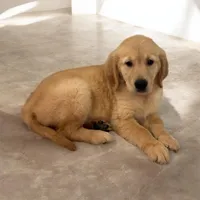 Golden Retriever , a male Golden Retriever for sale in Lakeland, FL – Photo 2 of 3