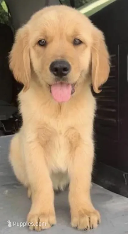 Golden Retriever  – Golden Retriever puppy for sale in Lakeland, FL