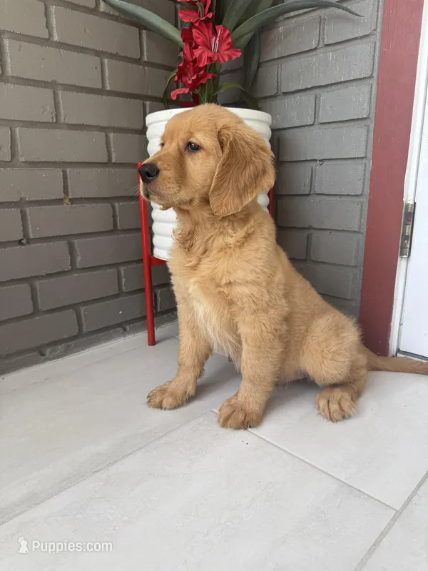 Golden Retriever  – Golden Retriever puppy for sale in Lakeland, FL