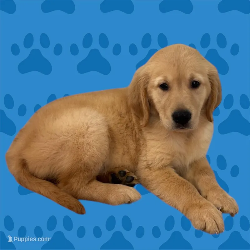 Golden Retriever  – Golden Retriever puppy for sale in Lakeland, FL