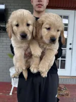 Golden Retriever , a male Golden Retriever for sale in Lakeland, FL – Photo 3 of 3