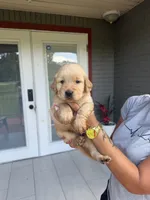 Golden Retriever , a female Golden Retriever for sale in Lakeland, FL – 3 of 5