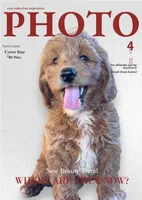 Goldendoodle , a male Miniature Goldendoodle for sale in Lakeland, FL – Photo 2 of 3