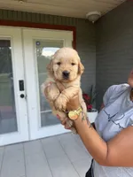Golden Retriever , a female Golden Retriever for sale in Lakeland, FL – 4 of 5