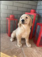 Golden Retriever , a female Golden Retriever for sale in Lakeland, FL – 2 of 4