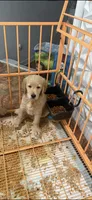Charlie, a male Goldendoodle for sale in Lakeland, FL – 3 of 4