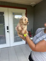 Golden Retriever , a female Golden Retriever for sale in Lakeland, FL – 2 of 5